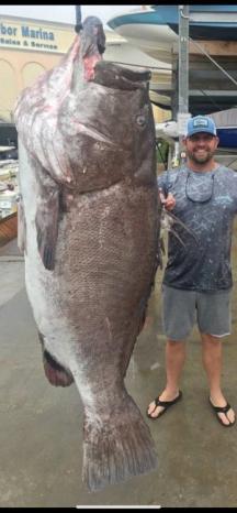 العثور على أكبر سمكة سنا في العالم