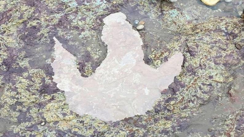 العاصفة “سيارا” تكشف عن “بصمة” ديناصور عمرها 130 مليون عام