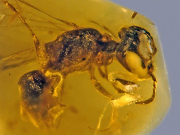 عمرها 99 مليون عام… العثور على أقدم نحلة في التاريخ