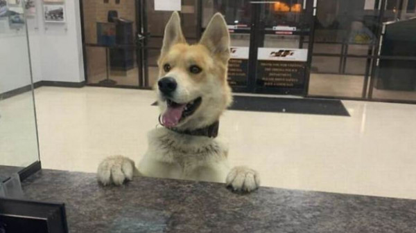 كلب يسلم نفسه لمركز شرطة بعدما تاه من أسرة ترعاه