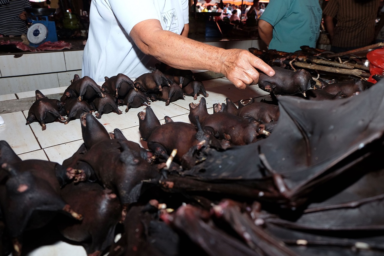 تجارة لحم الخفافيش في إندونيسيا تتواصل رغم فيروس”كورونا”