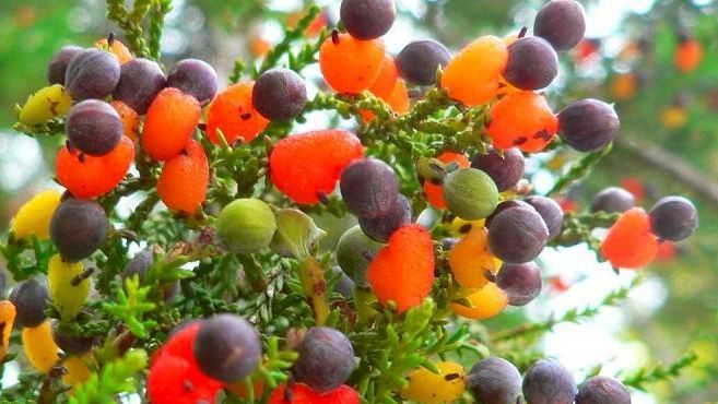 شجرة تنتج 40 نوعا من الفاكهة