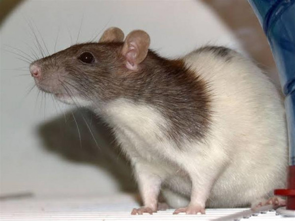 بسبب (كورونا).. هل يصبح البشر الطعام الرئيسي للفئران؟