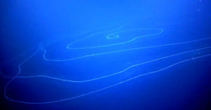 اكتشاف مخلوق بحري مفترس طوله 120 متراً
