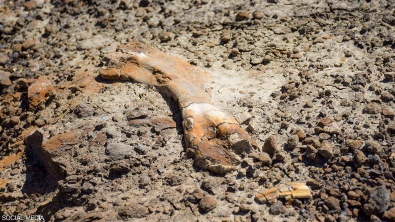 صبي يكتشف حفريات ديناصور عمره 69 مليون عاما