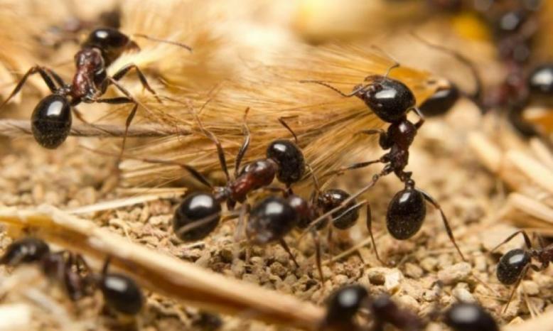 نوع من النمل يفاجئ العلماء!!