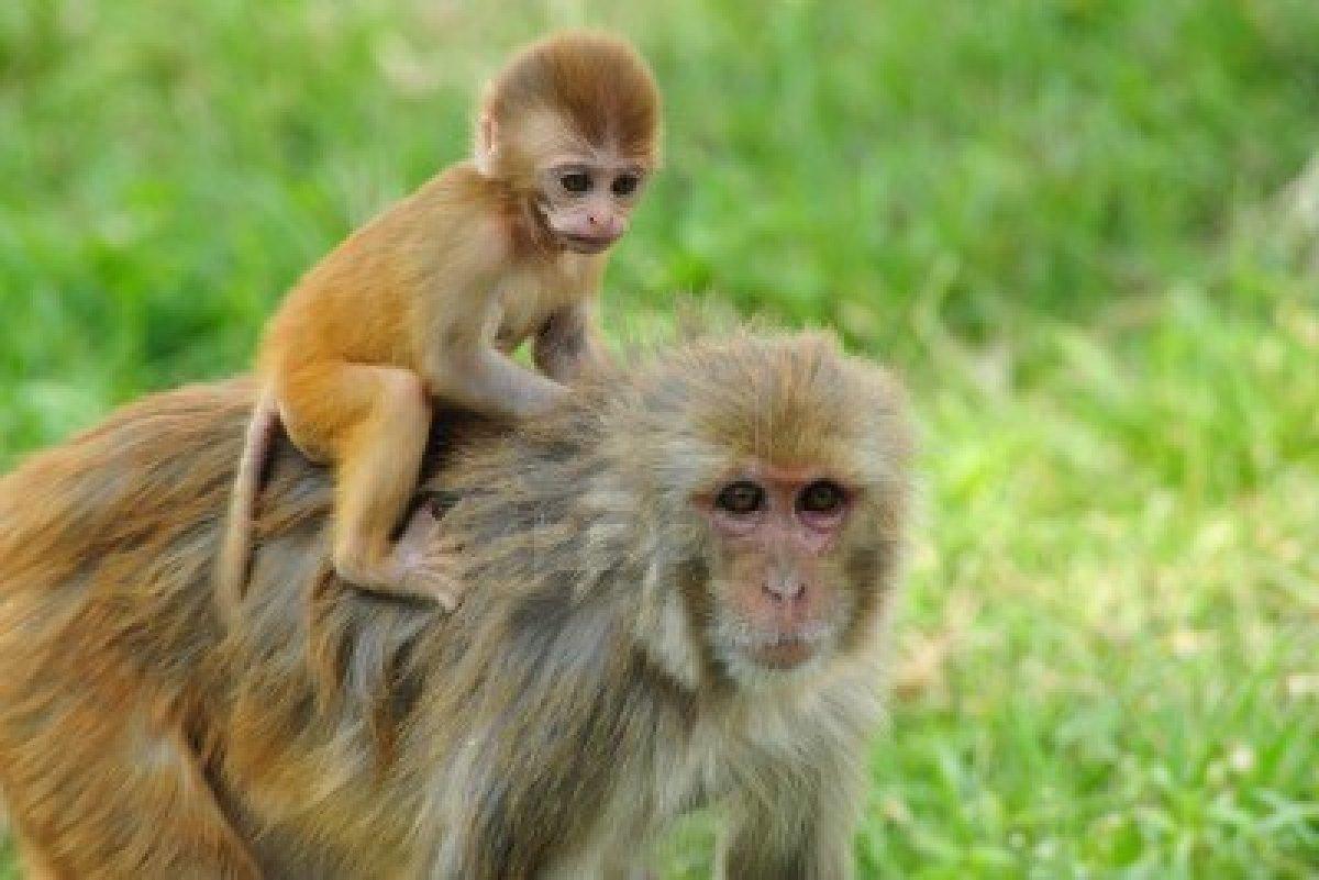 تعرف على قصة المثل القائل”القرد بعين امه غزال “