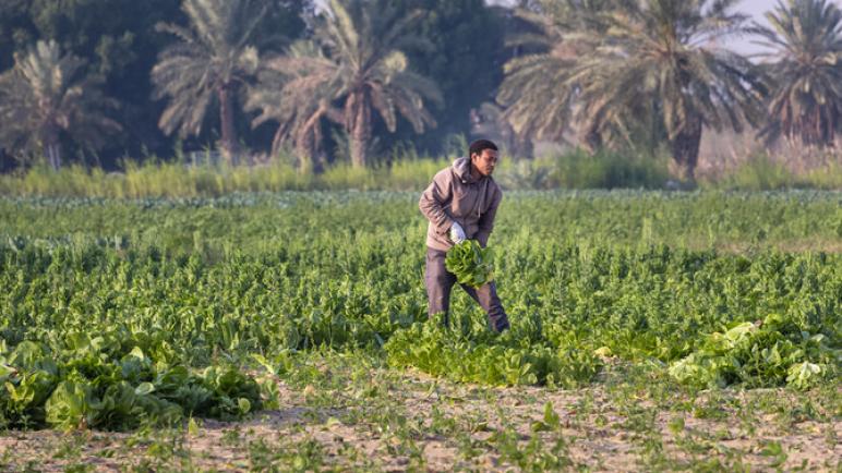 السعودية تدعو القطاع الخاص لسد فجوة الاستثمار الزراعي البالغة 10 مليارات دولار