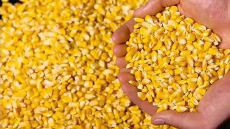 ارتفاع قيمة محصول الذرة الأرجنتيني الى 2022/23 55 مليون طن