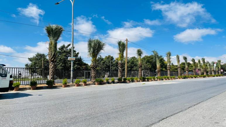 جامعة عمان الاهلية تنفذ حملة لزراعة النخيل وتأهيل طريق السرو الرئيسي احتفالا بمئوية تأسيس الدولة الاردنية