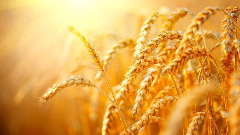 وصول القمح إلى مستويات قياسية جديدة حيث تثير وزارة الزراعة الأمريكية مخاوف الإمدادات العالمية
